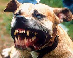 Uma mulher idosa sofreu ferimentos graves após ser atacada por um cão da raça Pitbull