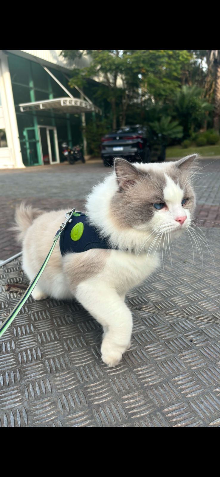 ATENÇÃO: RECOMPENSA DE R$ 3.000,00 - DESAPARECIMENTO DE GATO PRÓXIMO AO FERRY BOAT EM GUARATUBA