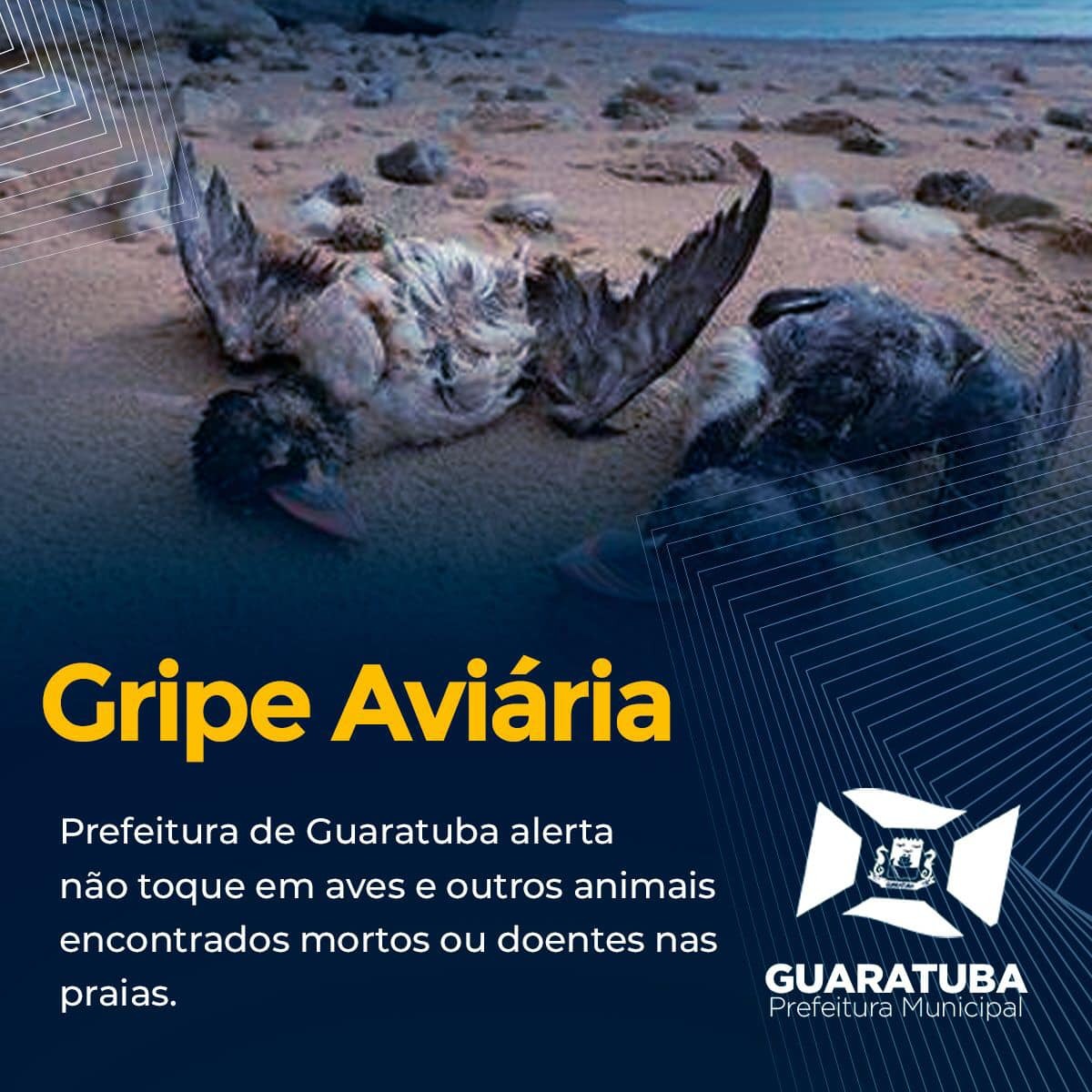Prefeitura alerta: não toque em aves e outros animais encontrados mortos ou doentes nas praias e baía