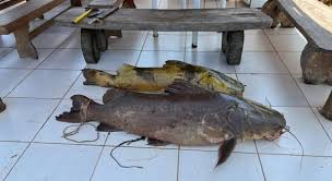​Homem é detido por capturar peixe de 90 kg de forma ilegal no Rio Ivaí, no Paraná