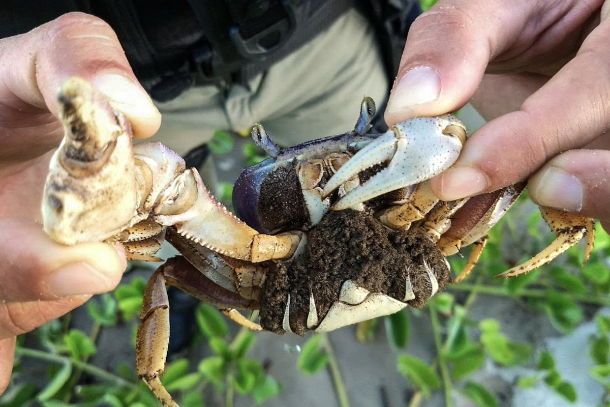 Proibição da pesca do caranguejo-uçá começa nesta sexta-feira no Paraná