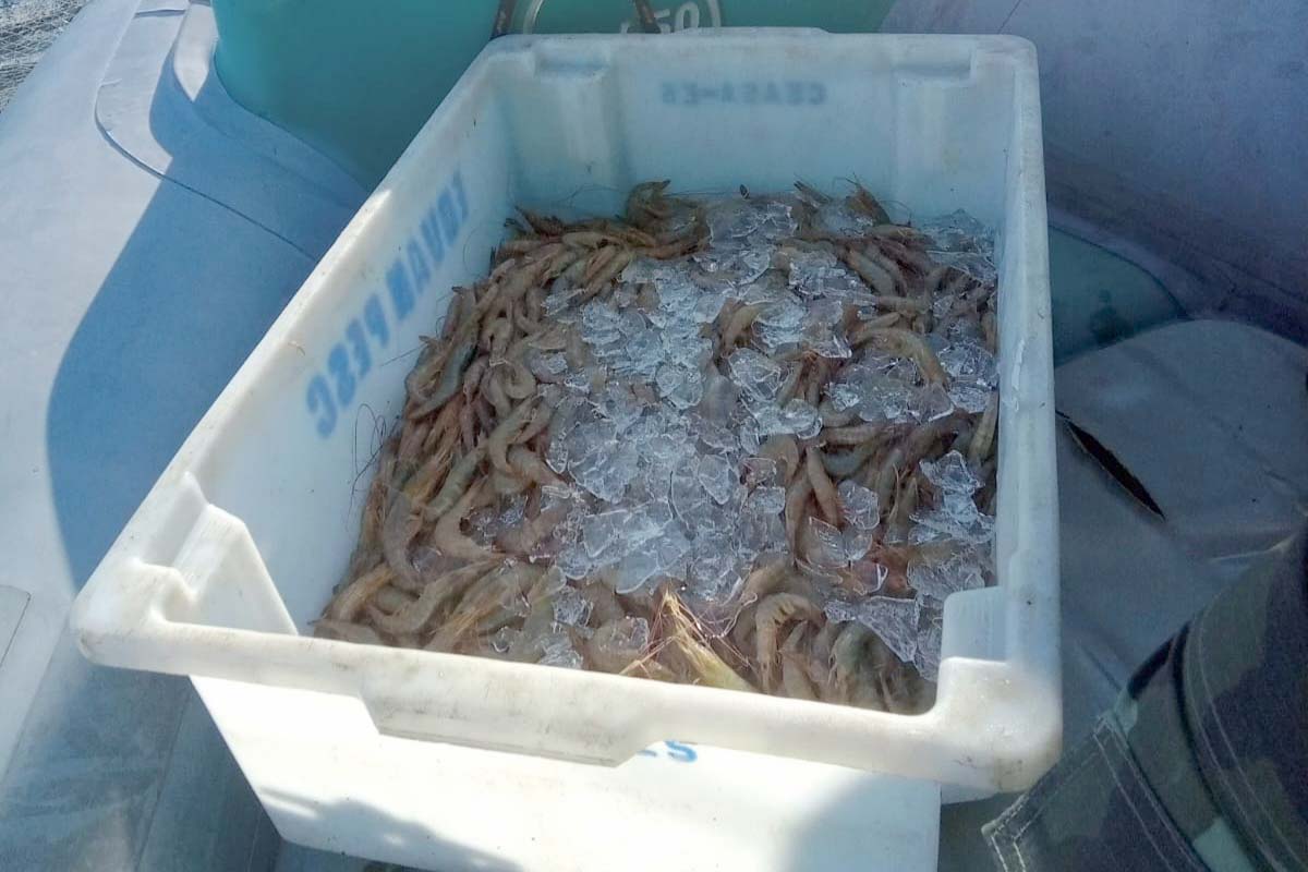 Pesca de camarões é liberada nas baías do Litoral; proibição em mar aberto continua